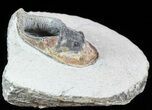 Bargain, Scotoharpes Trilobite - Boudib, Morocco #57667-1